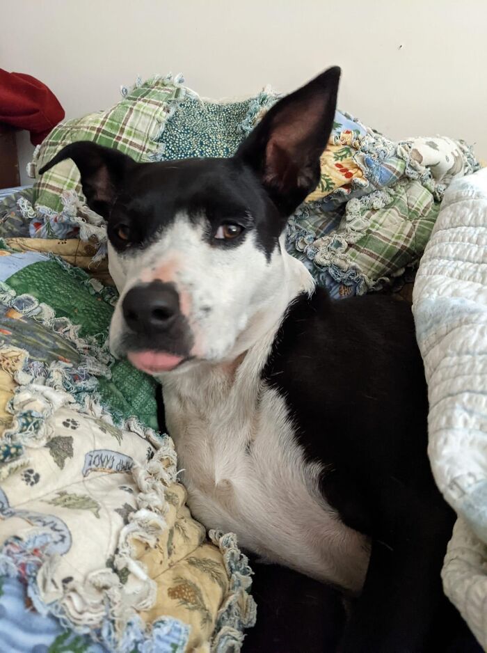 Kitty - Ate A Jar Of Edibles. Found Her Staring At Birds In The Yard, So I Put Her To Bed