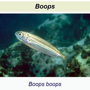 squirrelcasey7169 avatar