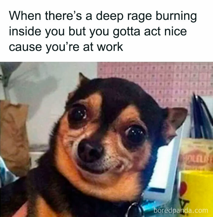 Funny-Animal-Memes-Awkwardanimals