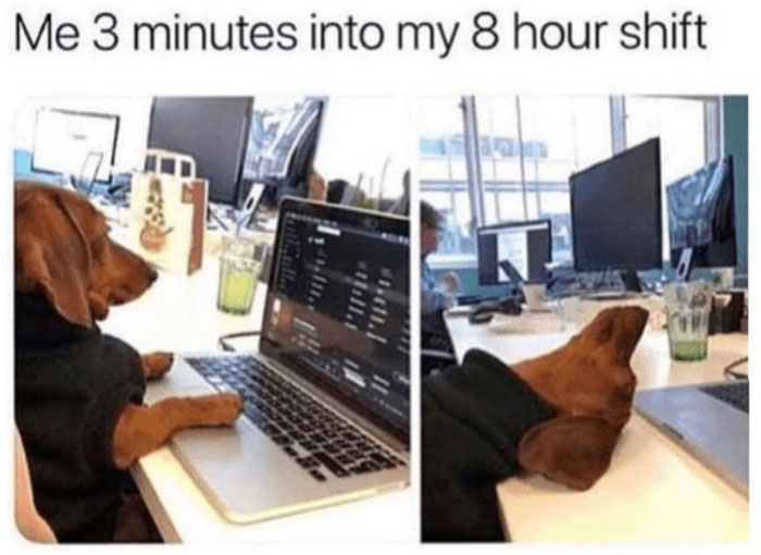 Funny-Animal-Memes-Awkwardanimals