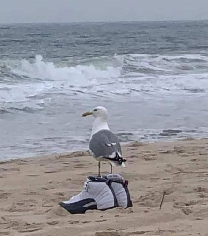 Random-Weird-Pictures-By-Things-In-Places