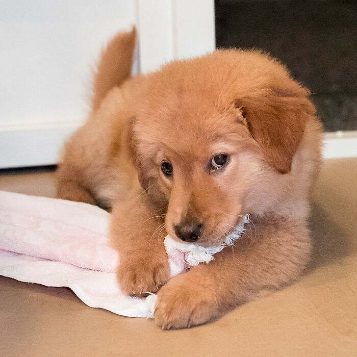 This Community For Pet Owners Helps Them To Understand If Their Pet’s Actually A Jerk (33 Examples)