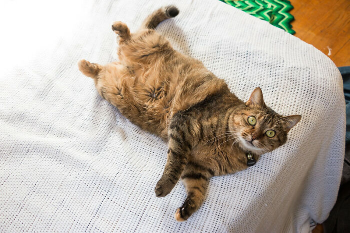 This Community For Pet Owners Helps Them To Understand If Their Pet’s Actually A Jerk (33 Examples)