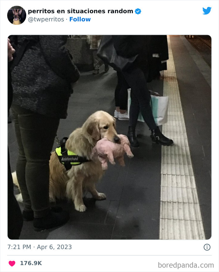 Dogs-In-Random-Situations