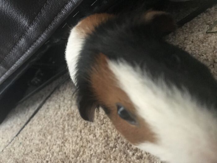 This Is My Guinie Pig. The Thing Said Add Imige So Here He Is :)