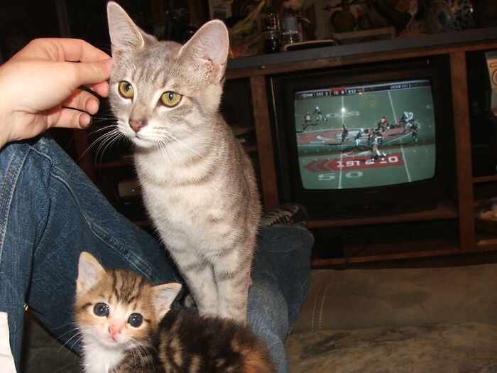 This Community For Pet Owners Helps Them To Understand If Their Pet’s Actually A Jerk (33 Examples)