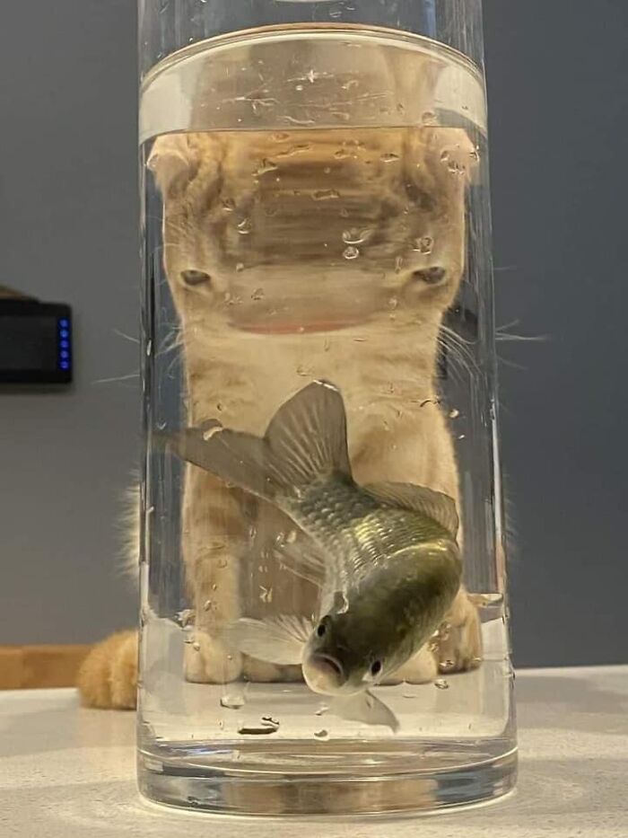 Animals-In-Random-Places-Funny-Pics