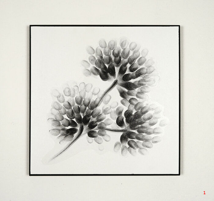 Incredible Finger Drawings By Judith Braun