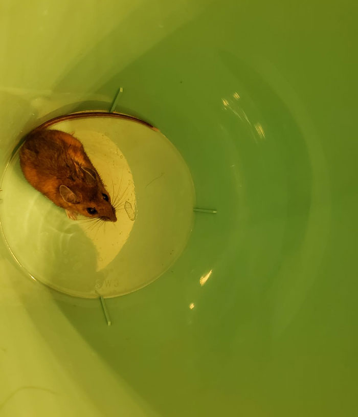 Maintenance Asks Tenant To Provide “Proof” Of Mouse Infestation By Bringing What They Catch To The Main Office, They Maliciously Comply Maintenance Asks Tenant To Provide “Proof” Of Mouse Infestation By Bringing What They Catch To The Main Office, They Maliciously Comply