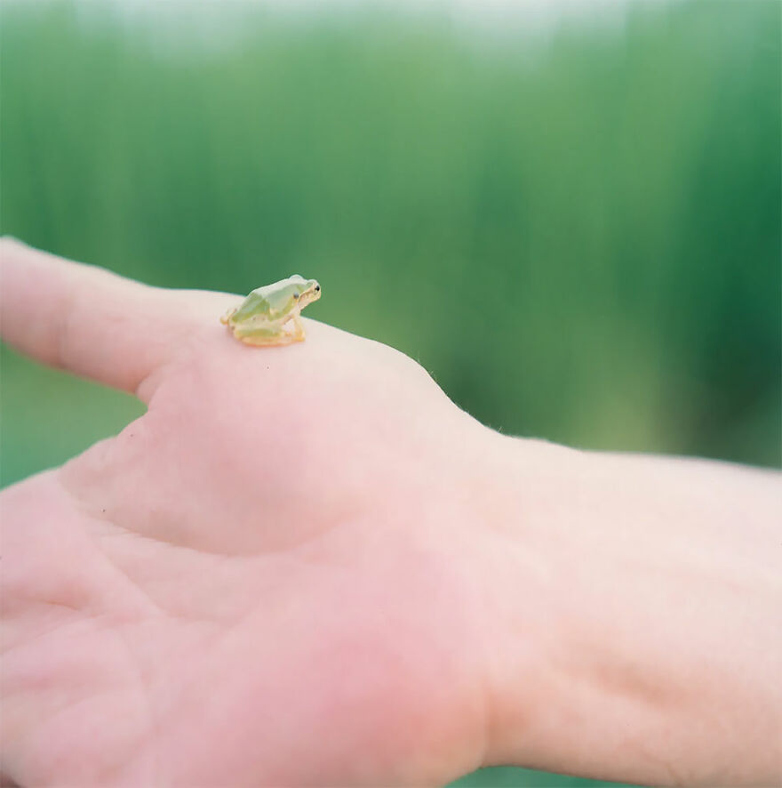 Outstanding Contribution To Photography: Untitled, From The Series Illuminance, 2009: Rinko Kawauchi, Japan
