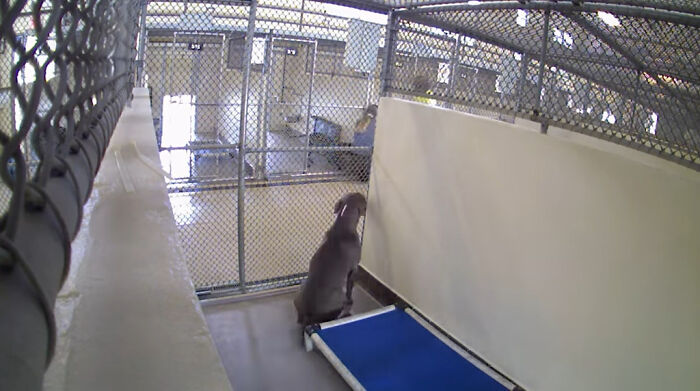 Resilient Shelter Dog Finally Finds Forever Home After Heart-Wrenching Anniversary Video Goes Viral