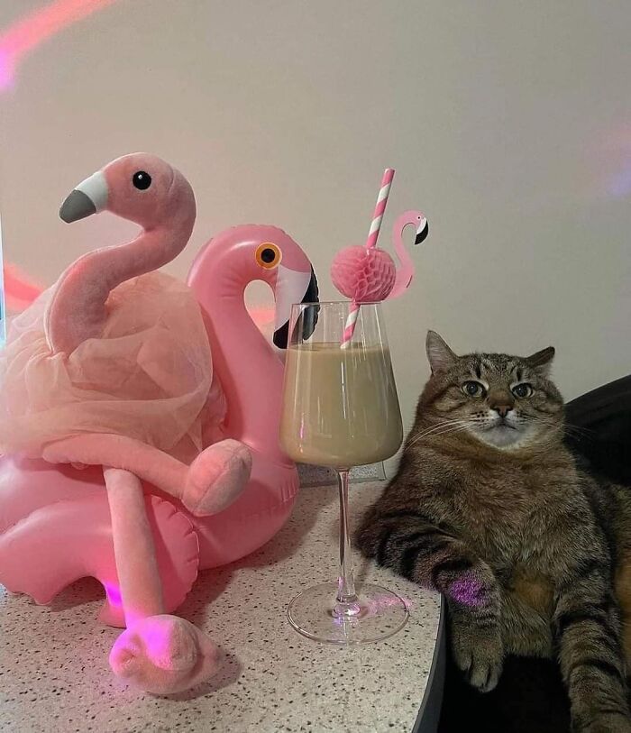 50 Times People Spotted Animals In Places They Shouldn't Be And Just Had To Document It