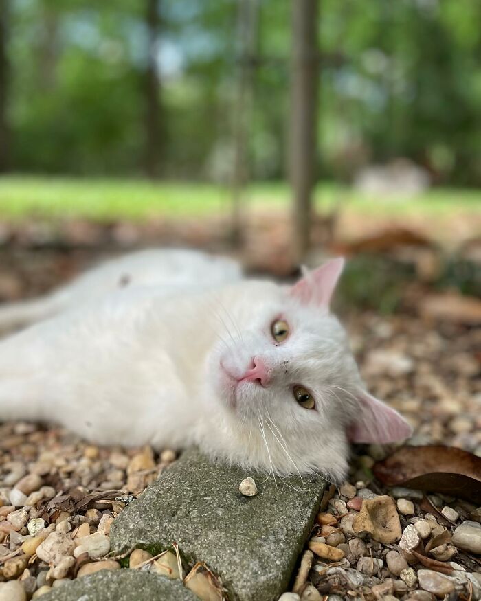 Meet Coop, A Cat Abandoned By His Owners Who Found His New Loving Family Meet Coop, A Cat Abandoned By His Owners Who Found His New Loving Family