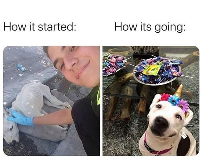 Funny-Animal-Memes-Awkwardanimals