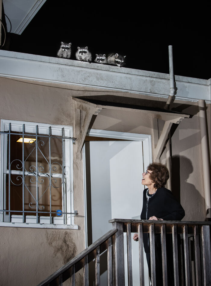 "Cities Gone Wild", Project Shows Wild Animals Adapting To Urban Environments