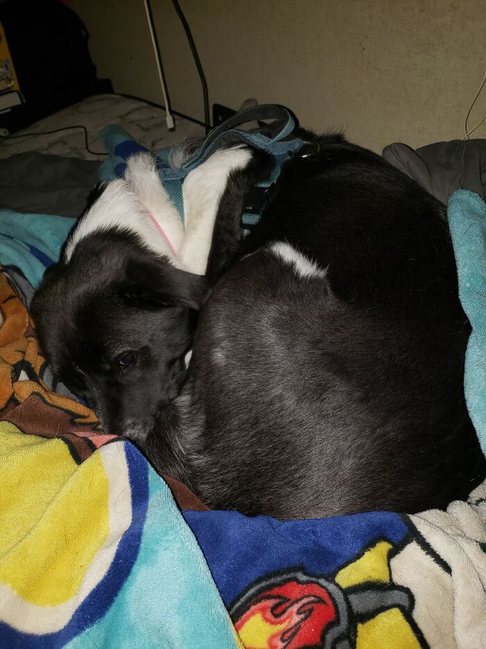Ignore The Mess. Anywhere I'm With My Sweet Girl. She's A Pyrenees/Husky/Aussie Shepard Mix