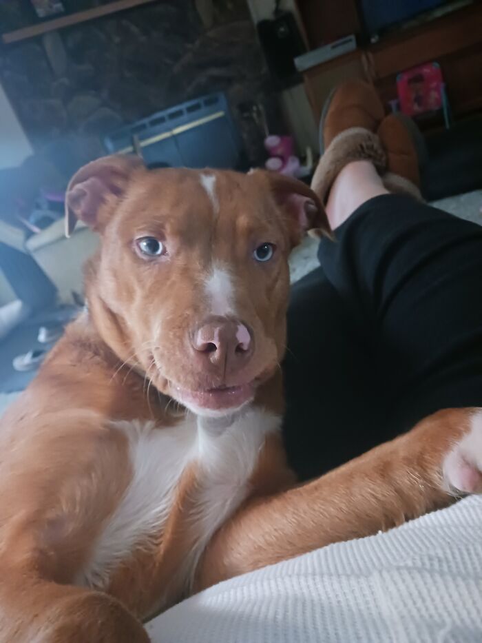 In My Favorite Chair With My Cuddle Partner Sky