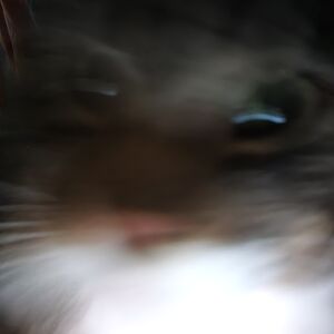 yvettesherman avatar