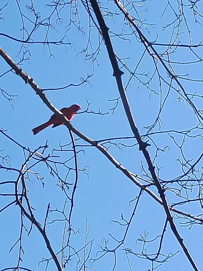 Close Up Of (Male) Cardinal