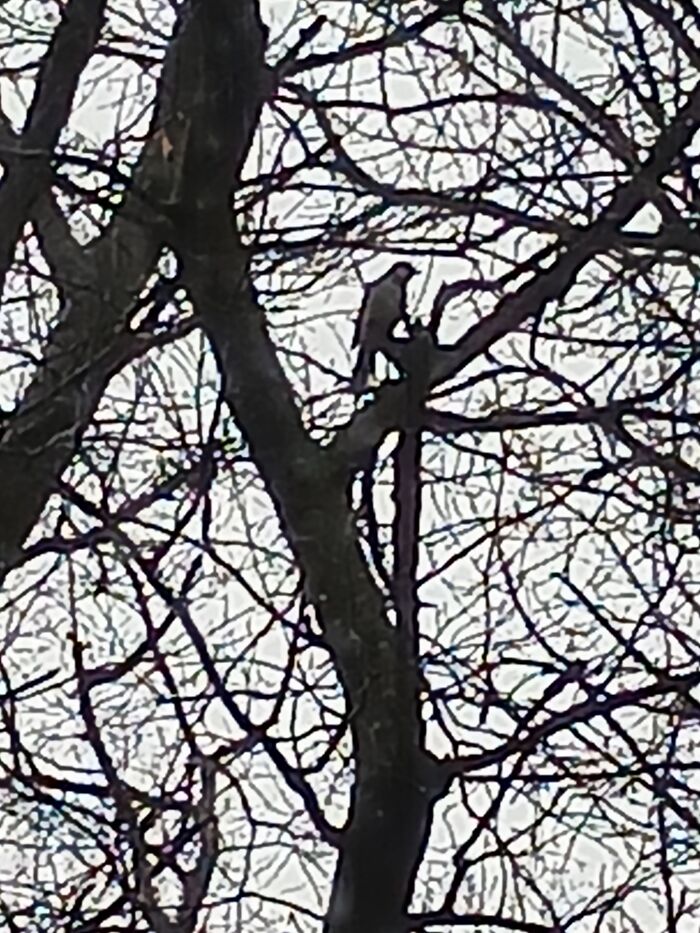 The Best Pic I Got Of A Blue Jay