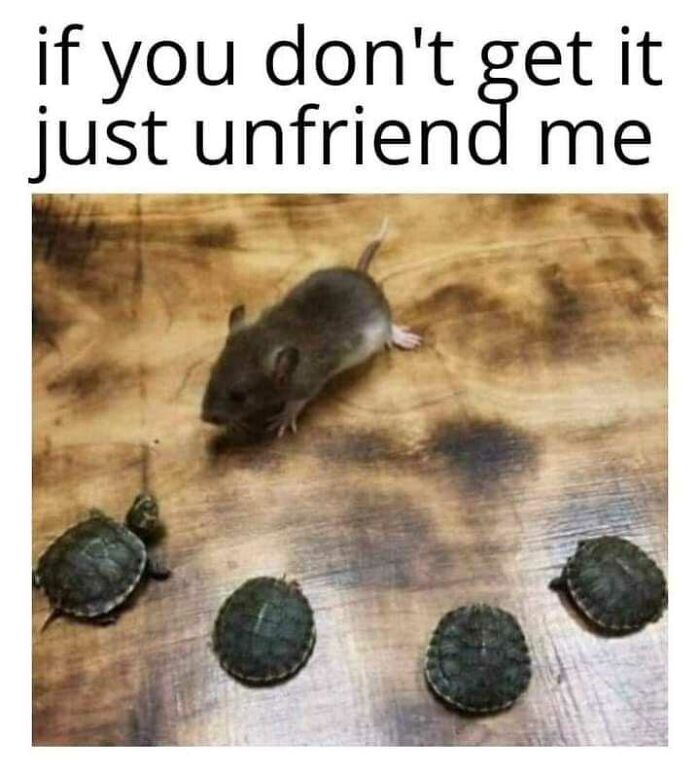 Funny animal meme featuring a mouse and three small turtles on a wooden surface with humorous text overhead.