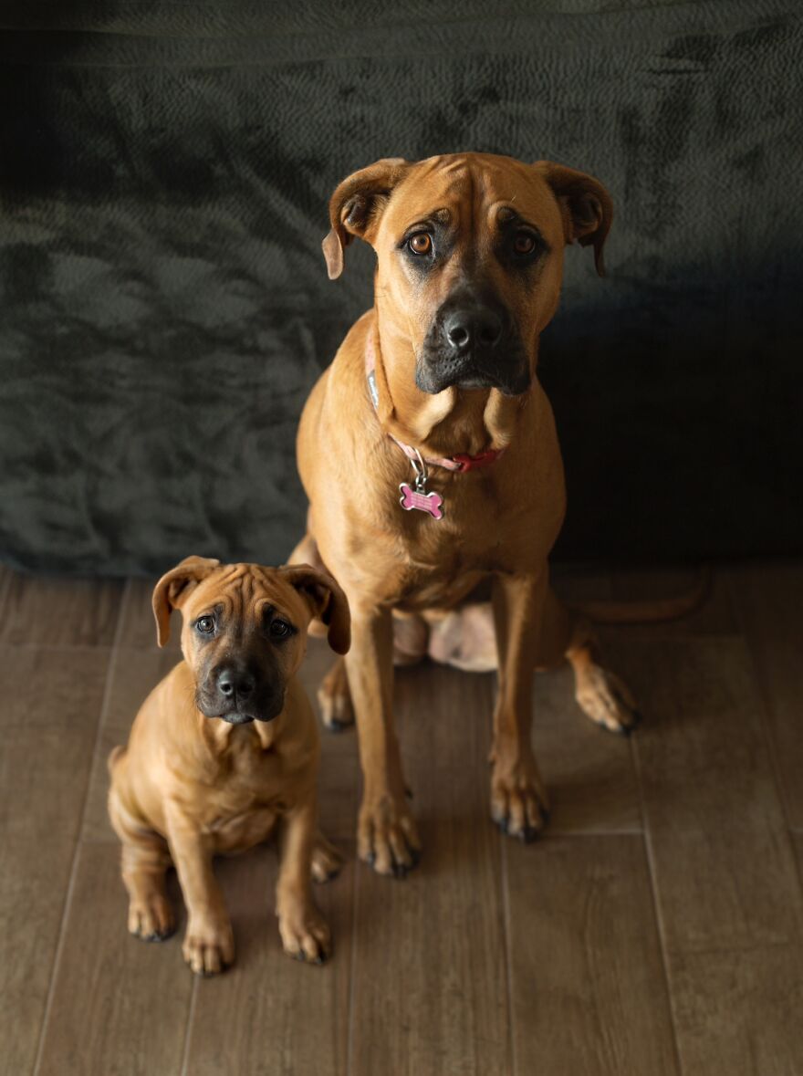 Digital Artist Combines Photos Of Dogs As Puppies And Adults Into One Wholesome Image