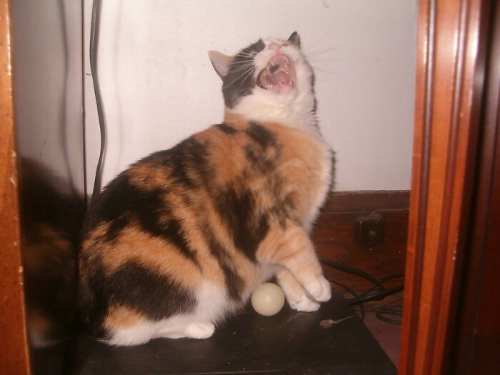 This Community For Pet Owners Helps Them To Understand If Their Pet’s Actually A Jerk (33 Examples)