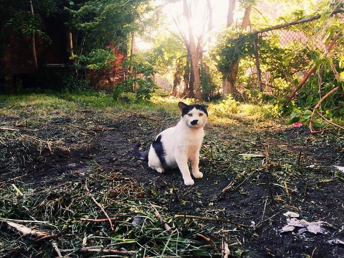 This Community For Pet Owners Helps Them To Understand If Their Pet’s Actually A Jerk (33 Examples)