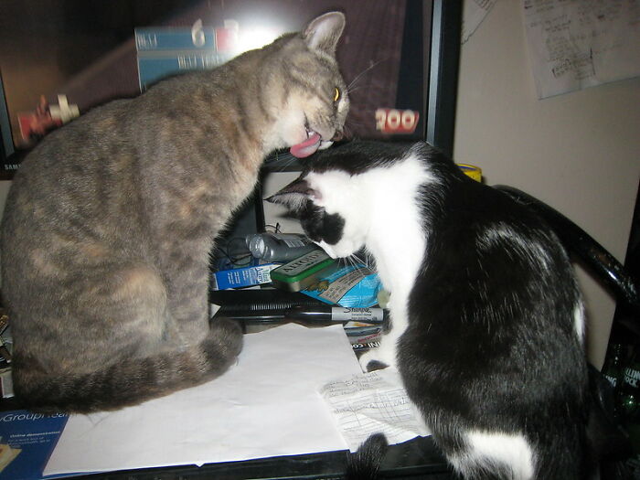 This Community For Pet Owners Helps Them To Understand If Their Pet’s Actually A Jerk (33 Examples)