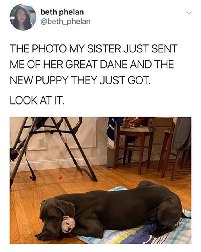 Funny-Animal-Memes-Awkwardanimals