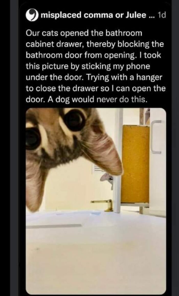 Funny-Cats-Memes