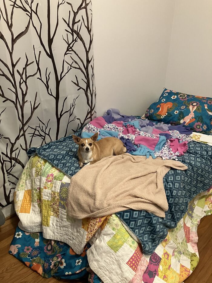 In My Bed With My Dog