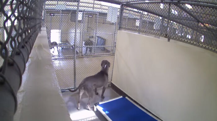 Resilient Shelter Dog Finally Finds Forever Home After Heart-Wrenching Anniversary Video Goes Viral