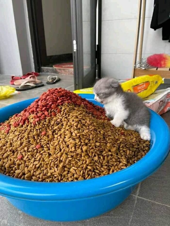 50 Times People Spotted Animals In Places They Shouldn't Be And Just Had To Document It