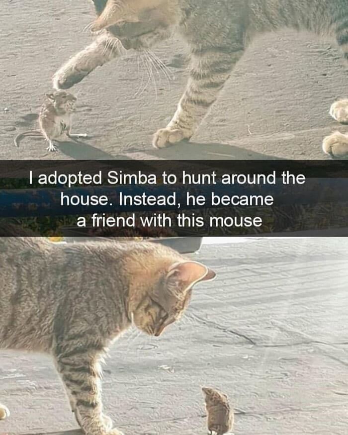 Funny animal meme with a cat and mouse sitting together on a concrete surface, showcasing unexpected friendship.