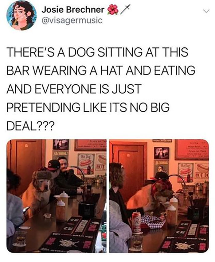 Funny-Animal-Memes-Awkwardanimals