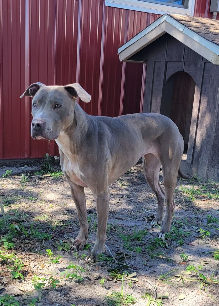 Resilient Shelter Dog Finally Finds Forever Home After Heart-Wrenching Anniversary Video Goes Viral