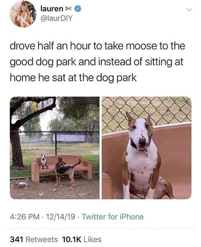 Funny-Animal-Memes-Awkwardanimals