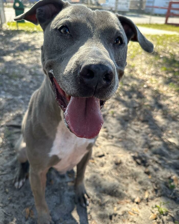 Resilient Shelter Dog Finally Finds Forever Home After Heart-Wrenching Anniversary Video Goes Viral