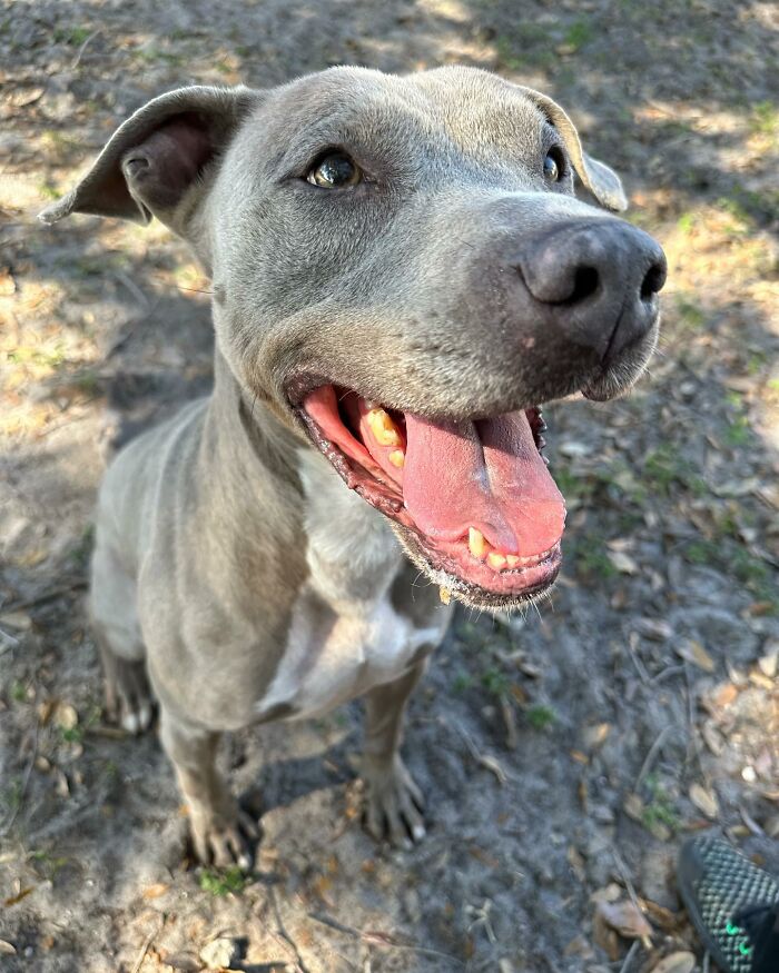 Resilient Shelter Dog Finally Finds Forever Home After Heart-Wrenching Anniversary Video Goes Viral