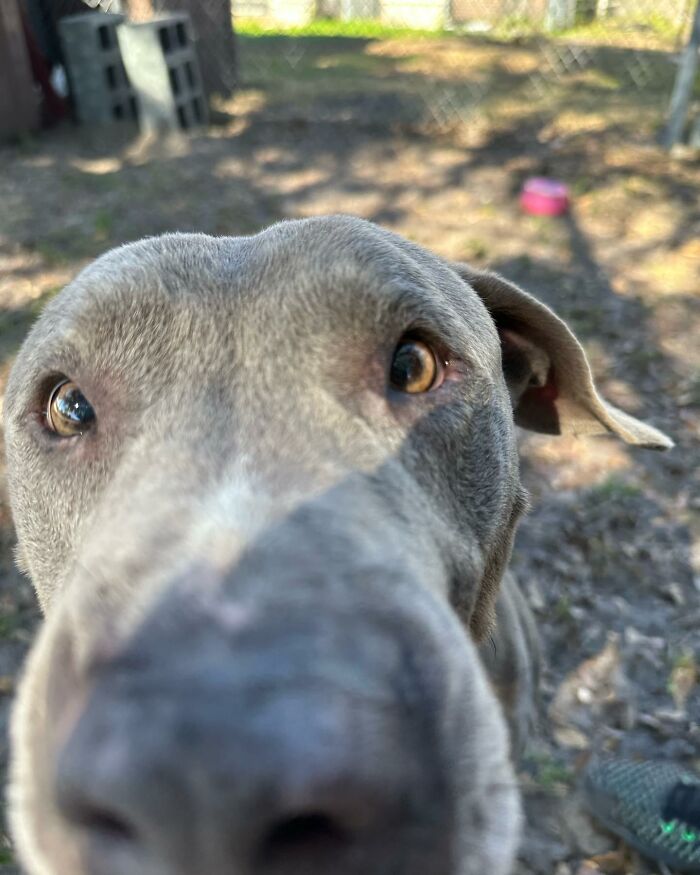 Resilient Shelter Dog Finally Finds Forever Home After Heart-Wrenching Anniversary Video Goes Viral