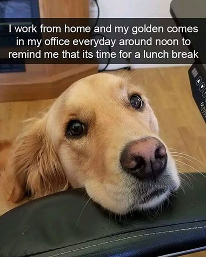 Funny-Animal-Memes-Awkwardanimals