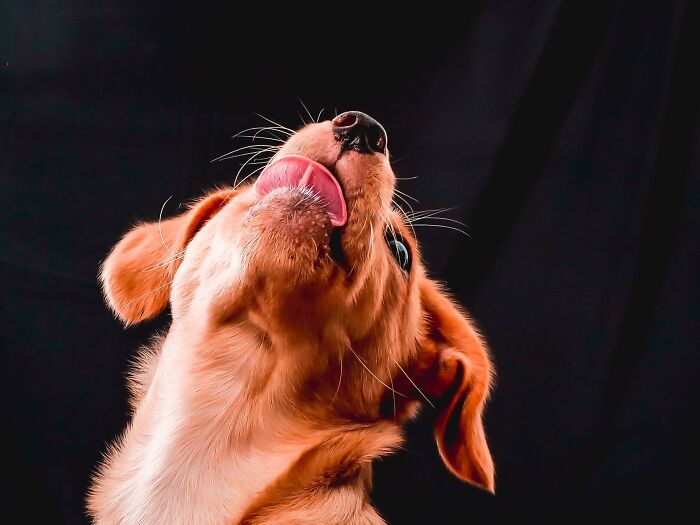 The Dramatic Licker Freya