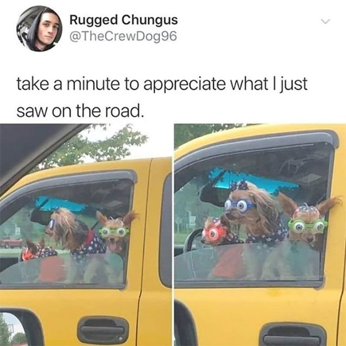 Funny-Animal-Memes-Awkwardanimals