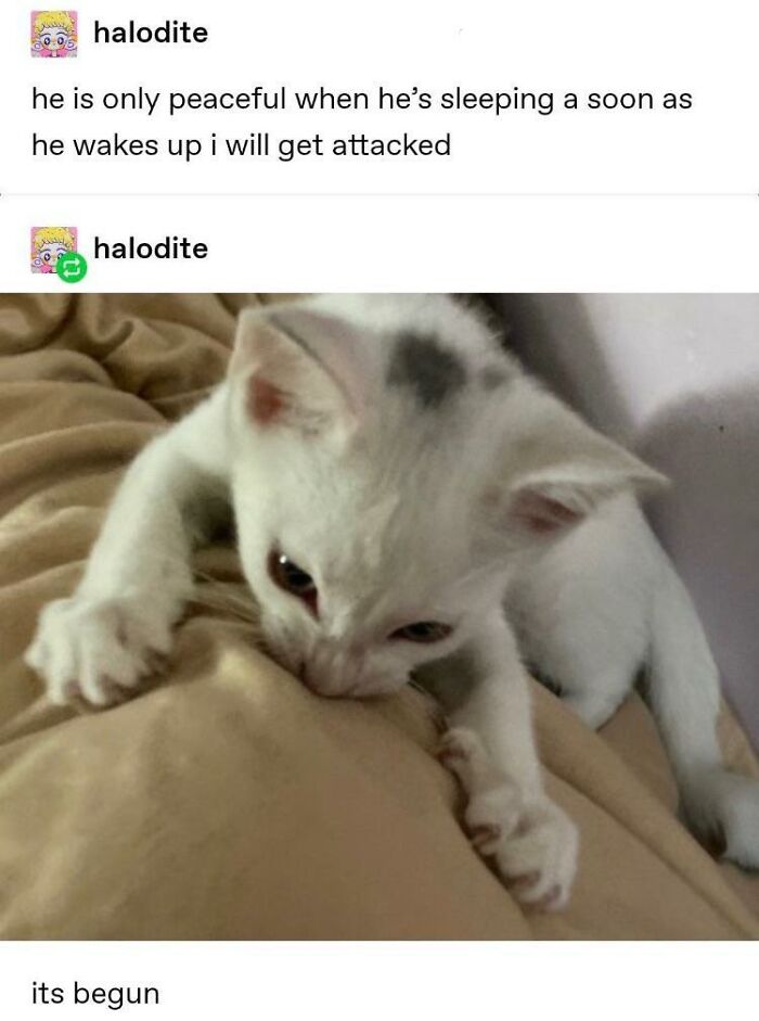 Funny animal meme with a mischievous white kitten playfully biting a blanket, causing amusement.