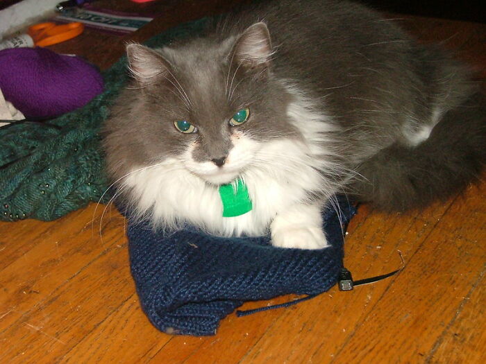 This Community For Pet Owners Helps Them To Understand If Their Pet’s Actually A Jerk (33 Examples)