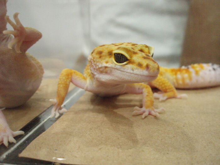 This Community For Pet Owners Helps Them To Understand If Their Pet’s Actually A Jerk (33 Examples)