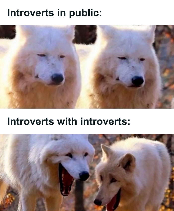 Two white wolves side by side, illustrating introvert memes about social dynamics.