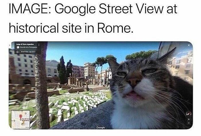Funny animal meme with a cat in Google Street View at a historical site in Rome, looking unimpressed.