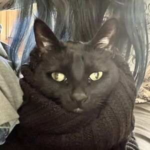 shawnaburreson avatar